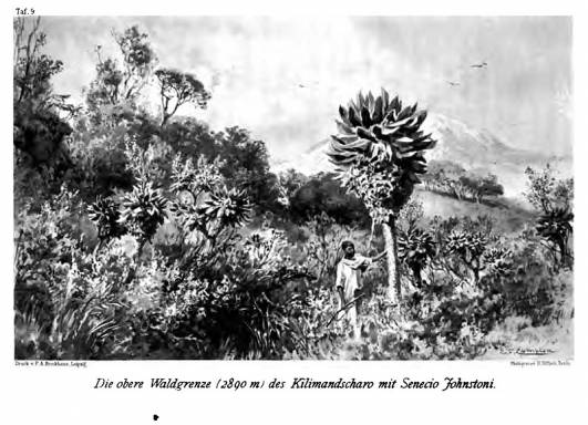 1889 - An der oberen Waldgrenze 2.890m