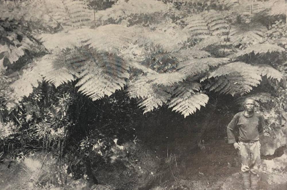 1926 - Johnathan Beside Fern Trees