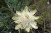 Blte der Protea (Endemisch am Kili