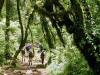 Der Trail im Regenwald