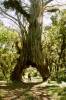 Ficus Thonningii (Mfumu)