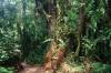 Machame Trail im Regenwald