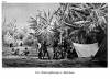 1889 - Bananenpflanzungen in Madschame