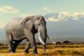 2016 Die gefährdeten Dickhäuter Elefant vor Kilimanjaro.jpg