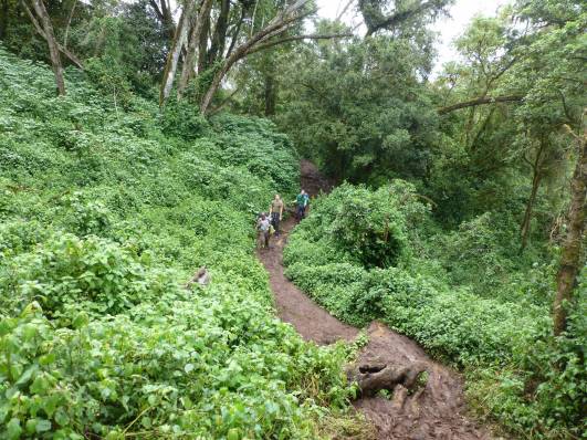 Tag 1 - Regenwald kurz nach Londorossi Gate