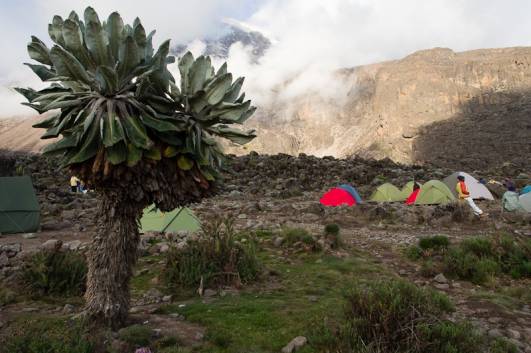 Mt.Kilimanjaro - Barranco Camp