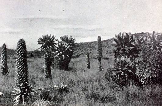 1926 - Senecio And Giant Lobelia