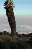 <small><b>Bilder von der Kikeleva Route aus dem Kilimanjaro-Gipfelbuch-Eintrag-Nr.: 301</b><br>Eintrag-Titel : Uhuru Peak August 2013 von Volker Gusek vom 2013-09-14 20:51:19<br><b>Bild-Beschreibung : 130830 Senezie bei Abstieg zu Horombo Huts</b></small>