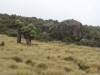 <small><b>Bilder von der Rongai Route aus dem Kilimanjaro-Gipfelbuch-Eintrag-Nr.: 275</b><br>Eintrag-Titel : Harte Nummer mit schrecklichem Erlebnis von Stefan Fritsch vom 2013-02-22 12:25:57<br><b>Bild-Beschreibung : Nahe der Horombo Hut</b></small>