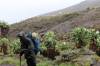 <small><b>Bilder von der Lemosho Route aus dem Kilimanjaro-Gipfelbuch-Eintrag-Nr.: 327</b><br>Eintrag-Titel : Besteigung mit Hindernissen von Michael Hartwig vom 2014-02-13 15:33:06<br><b>Bild-Beschreibung : Zur Barranco Wall</b></small>