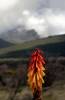 <small><b>Bilder von der Marangu Route aus dem Kilimanjaro-Gipfelbuch-Eintrag-Nr.: 231</b><br>Eintrag-Titel : Uhuru Peak bei Sonnenaufgang von Axel Günther vom 2012-03-01 01:49:19<br><b>Bild-Beschreibung : Feuerball Lilie</b></small>