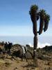 <small><b>Bilder von der Machame Route aus dem Kilimanjaro-Gipfelbuch-Eintrag-Nr.: 258</b><br>Eintrag-Titel : Tagesaufstieg Machame Sept. 2012 von Peter Richter vom 2013-01-01 18:12:14<br><b>Bild-Beschreibung : Senecien</b></small>