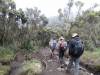 <small><b>Bilder von der Lemosho Route aus dem Kilimanjaro-Gipfelbuch-Eintrag-Nr.: 332</b><br>Eintrag-Titel : Strapazen am Kilimanjaro von Helmut Buteweg vom 2014-03-25 18:28:07<br><b>Bild-Beschreibung : Abstieg im Regenwald</b></small>