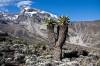 <small><b>Bilder von der Lemosho Route aus dem Kilimanjaro-Gipfelbuch-Eintrag-Nr.: 318</b><br>Eintrag-Titel : Lemosho Route mit Crater Camp von Rüdiger Achtenberg vom 2013-11-20 12:41:37<br><b>Bild-Beschreibung : Senecie vor dem Kibo (Barr. Camp)</b></small>