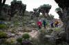 <small><b>Bilder von der Lemosho Route aus dem Kilimanjaro-Gipfelbuch-Eintrag-Nr.: 247</b><br>Eintrag-Titel : 5895 m Laufsteg für einen guten Zweck! von Kipepeo Clothing vom 2012-10-16 07:53:25<br><b>Bild-Beschreibung : Riesen Senezien</b></small>