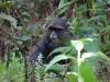 <small><b>Bilder von der Marangu Route aus dem Kilimanjaro-Gipfelbuch-Eintrag-Nr.: 379</b><br>Eintrag-Titel : Kilimanjaro-Gipfelerfolg über Marangu Route von Markus vom 2016-10-27 19:18:32<br><b>Bild-Beschreibung : Blue Monkey im Regenwald</b></small>