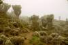 <small><b>Bilder von der Machame Route aus dem Kilimanjaro-Gipfelbuch-Eintrag-Nr.: 405</b><br>Eintrag-Titel : Eine Reise zum höchsten Berg Afrikas 2002 von Jürgen Wittler vom 2020-07-27 17:42:39<br><b>Bild-Beschreibung : Senecieen</b></small>