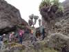 <small><b>Bilder von der Lemosho Route aus dem Kilimanjaro-Gipfelbuch-Eintrag-Nr.: 332</b><br>Eintrag-Titel : Strapazen am Kilimanjaro von Helmut Buteweg vom 2014-03-25 18:28:07<br><b>Bild-Beschreibung : Barranco Wall</b></small>