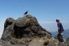 <small><b>Bilder von der Machame Route aus dem Kilimanjaro-Gipfelbuch-Eintrag-Nr.: 258</b><br>Eintrag-Titel : Tagesaufstieg Machame Sept. 2012 von Peter Richter vom 2013-01-01 18:12:14<br><b>Bild-Beschreibung : White Naked Raven im Angesicht</b></small>
