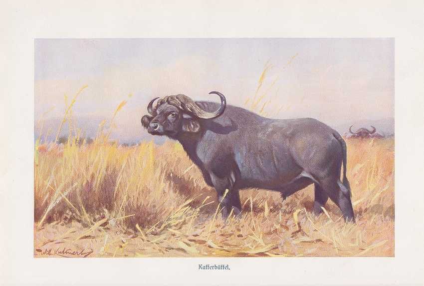 Kaffernbüffel Syncerus caffer Holzstich von 1891 Rinder Rinderrassen Mützel 
