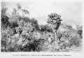 1889 Kilimandscharo Meyer Senecio 800px.jpg