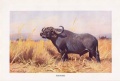 Afrikanischer Büffel Syncerus caffer Kaffernbüffel Farbdruck von 1916 W. Kuhnert .jpg