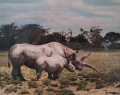 1950 Rhinos by Arthur Firmin.png