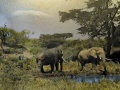 1950 Elefanten Kilimanjaro Arthur Firmin.jpg