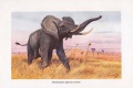 Afrikanischer Elefant Loxodonta africana Farbdruck von 1915 Wilhelm Kuhnert .jpg