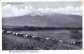 1910 Kilimandscharo Rinderherde AK 800x517.jpg