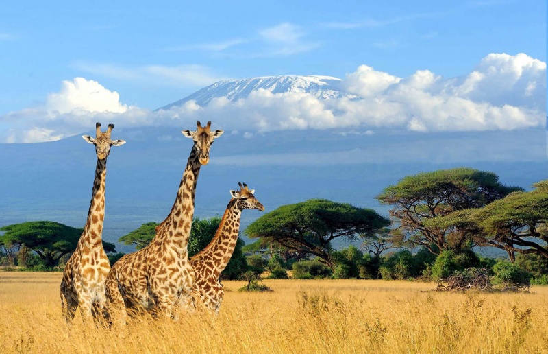 Datei:Kilimanjaro und Giraffen.jpg