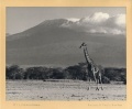 1950 Kilimanjaro Arthur Firmin.jpg