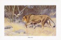 Löwe Massai-Löwe Panthera leo massaicus Farbdruck von 1915 Wilhelm Kuhnert .jpg
