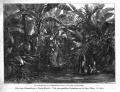 1888 Eine Bananenpflanzung in der Dschaggalandschaft Marangu am Kilimandscharo.jpg